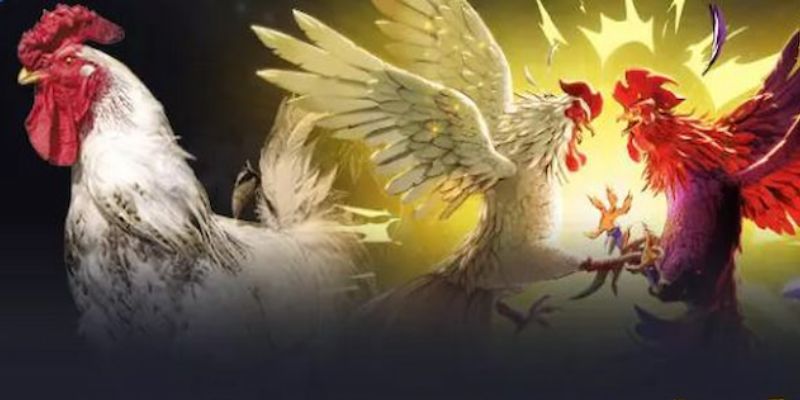 Điểm qua các hình thức nổi trội tại đá gà BK8