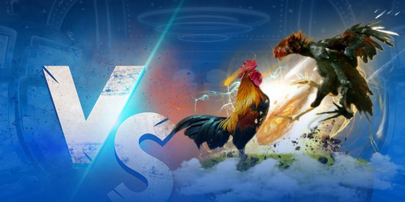 Giới thiệu sơ qua về sảnh đá gà BK8